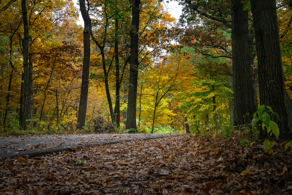 Morton Arboretum