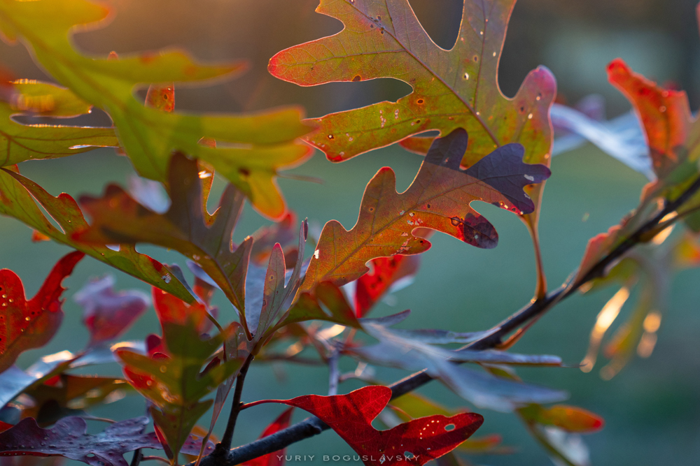 Morton Arboretum