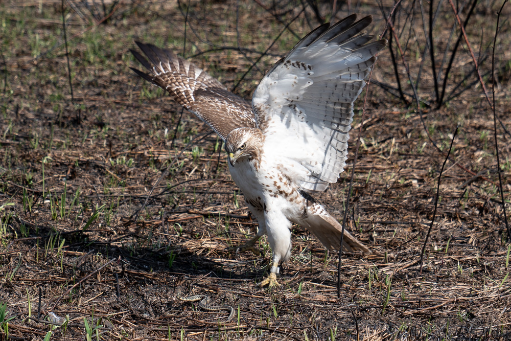 Hawk and Snake