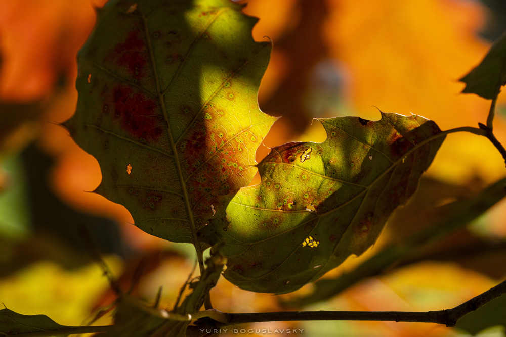 Leaves