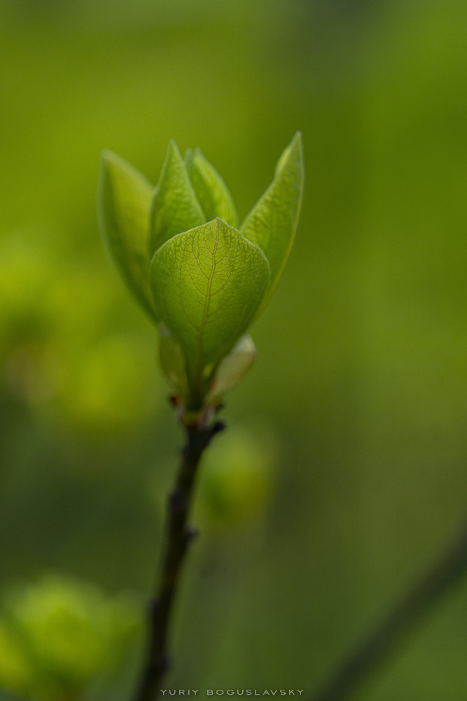 Morton Arboretum