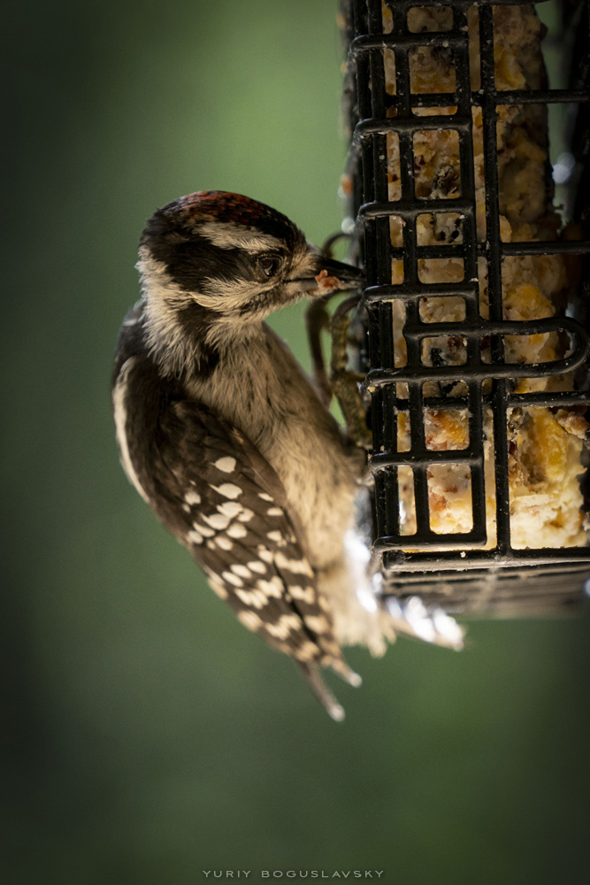 Bird Feeder